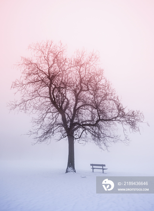 日出时雾中的冬树