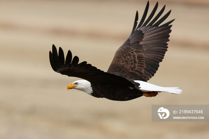 Bald Eagle in Flight