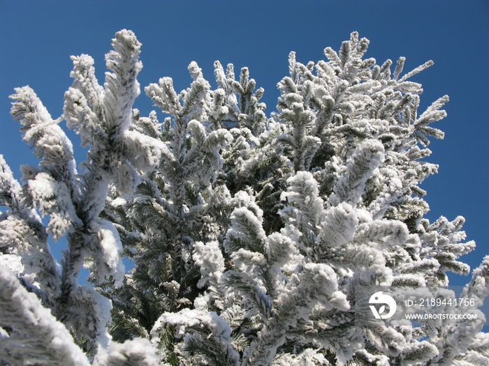 雪松