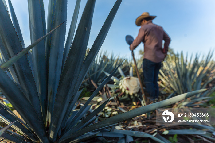 Contrapicada de campesino cortando agave