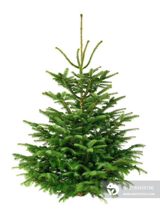 Perfekter Tannenbaum, Freisteller