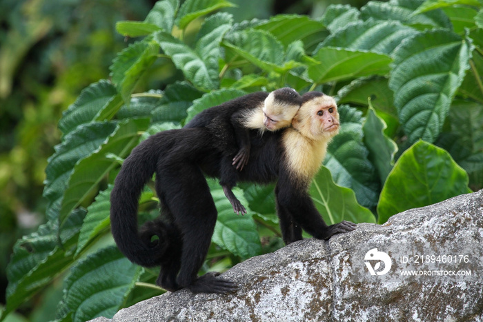 成年卷尾猴背着婴儿