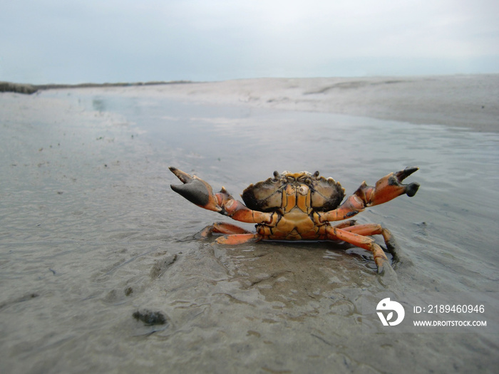 Drohende Strandkrabbe im瓦特