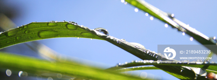 wassertropfen