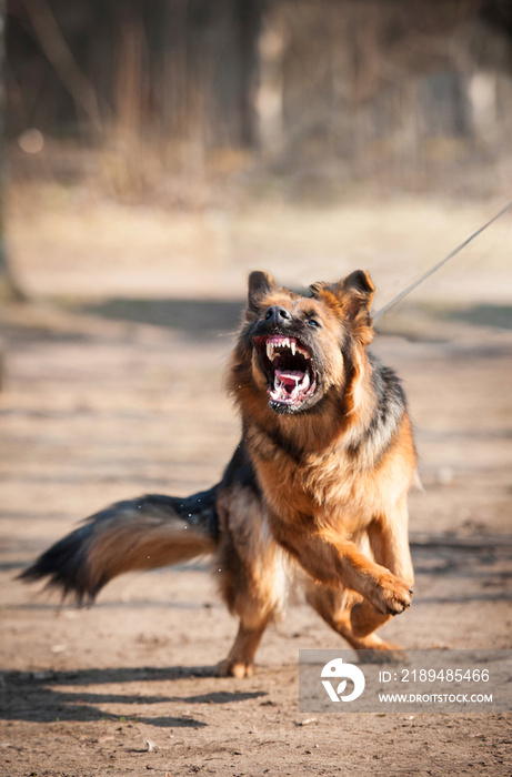 Aggressive german shepherd dog