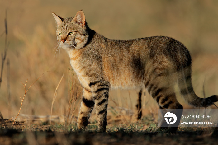 南非的一种非洲野猫(Felis silvestris lybica)