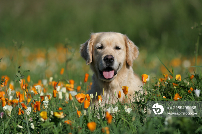 ambiance bucolique pour le golden retriever