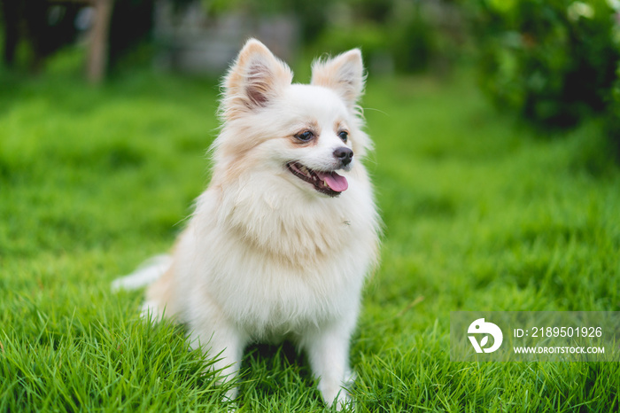 Cute white dog close up