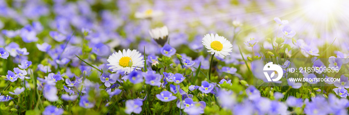 Frühlingswiese mit Blumen und Sonnenstrahlen