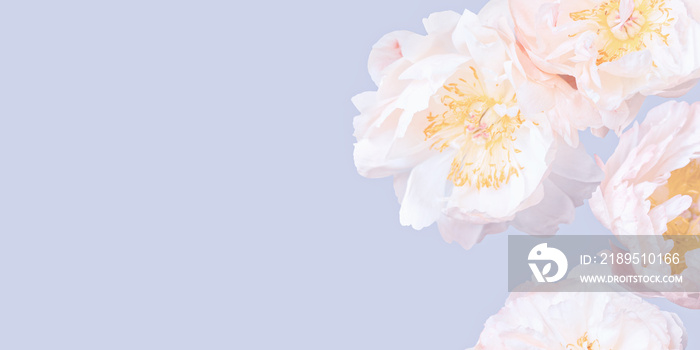 淡牡丹抽象图案。粉彩花卉背景。特写