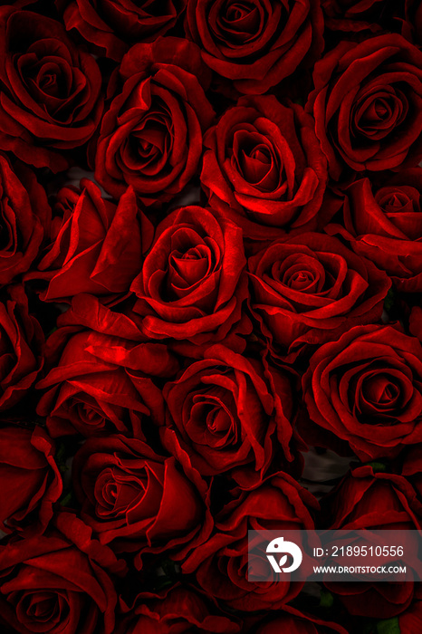 红玫瑰背景。情人节。性感。红玫瑰。
