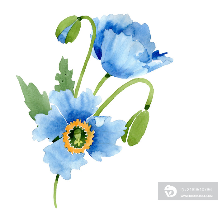 Blue poppy floral botanical flower. Watercolor background illustration set. Isolated poppies illustr