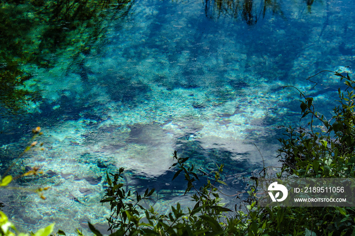 The aqua color of a natural Florida spring framed by vegetation