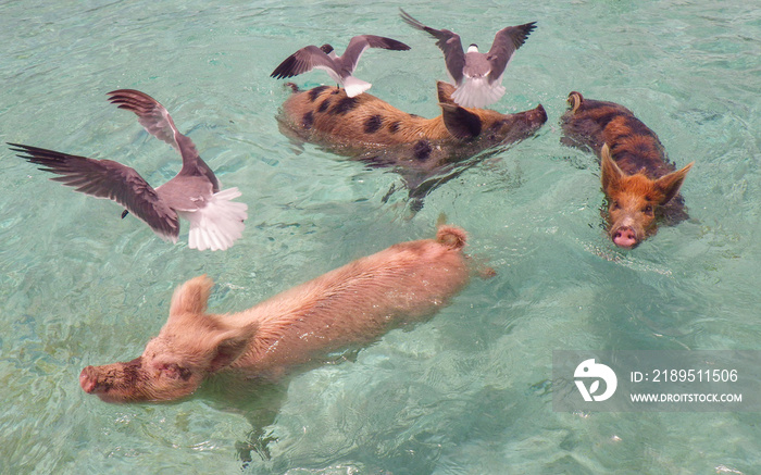 Funny swimming pigs with seagulls