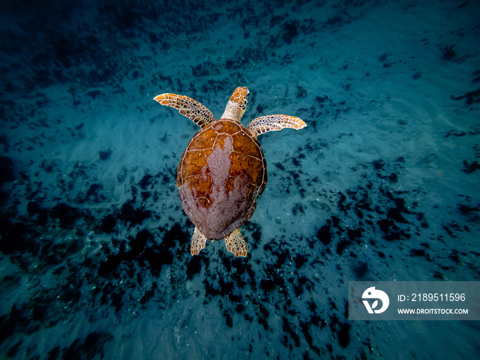 top view of Hawksbill sea turtle swimming over coral reef underwater in ocean