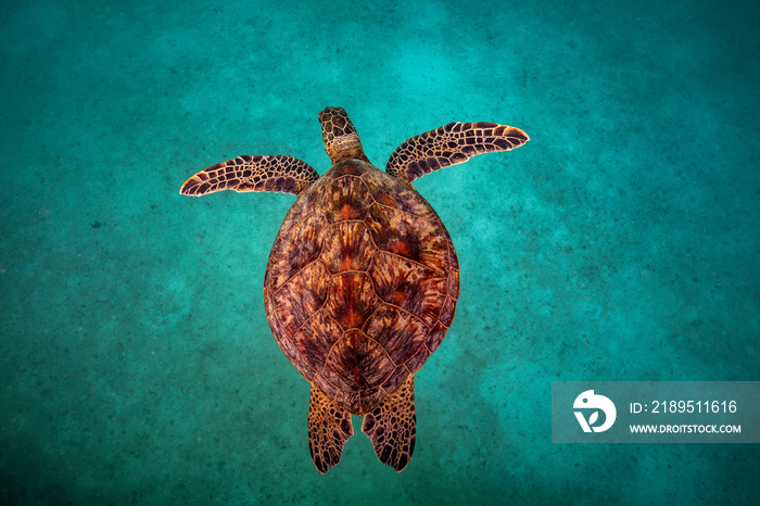 Sea turtle resting in a shipwreck Espiritu santo National Park, Baja California Sur,Mexico.