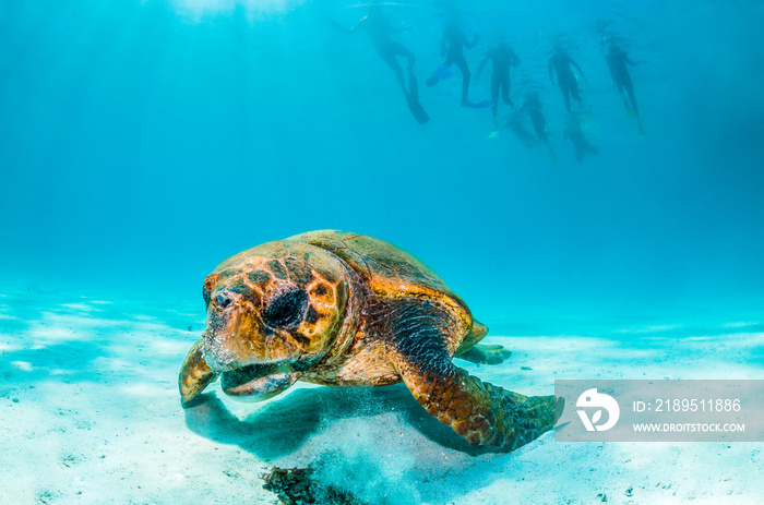 Loggerhead海龟在沙质海底游泳，浮潜者在水面游泳