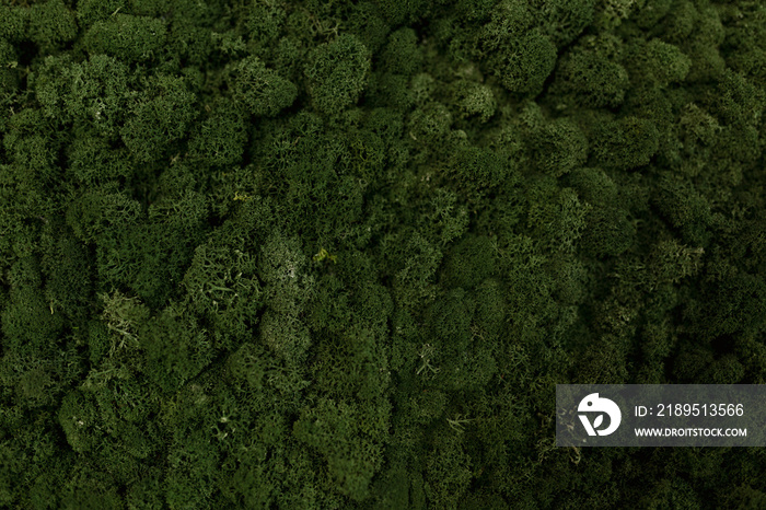 Aerial view of green moss