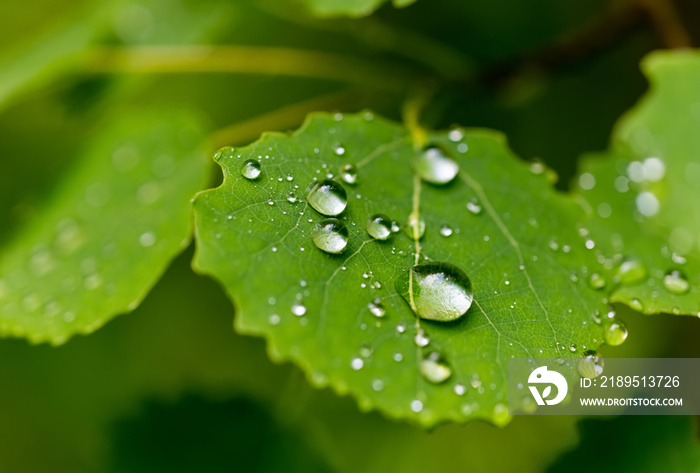 Blatt Troffen H2O Wassertroffen Makro Nahaufnahme Regen Tau abperlen Lotuseffekt Schauer Lebe详细信息