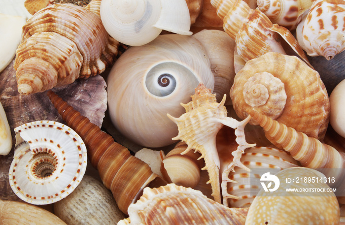 Macro shot of beautiful seashells texture and background.