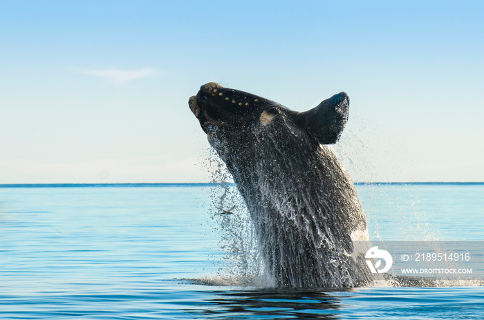 阿根廷巴塔哥尼亚马德林港瓦尔德斯半岛的鲸鱼跳跃
