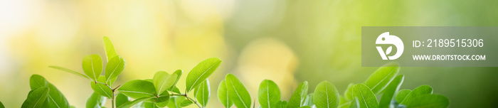 Nature of green leaf in garden at summer. Natural green leaves plants using as spring background cov