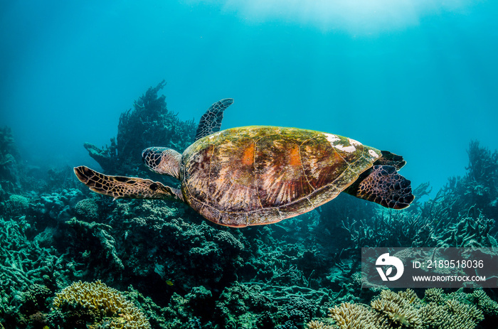 Green sea turtle swimming among colorful coral reef