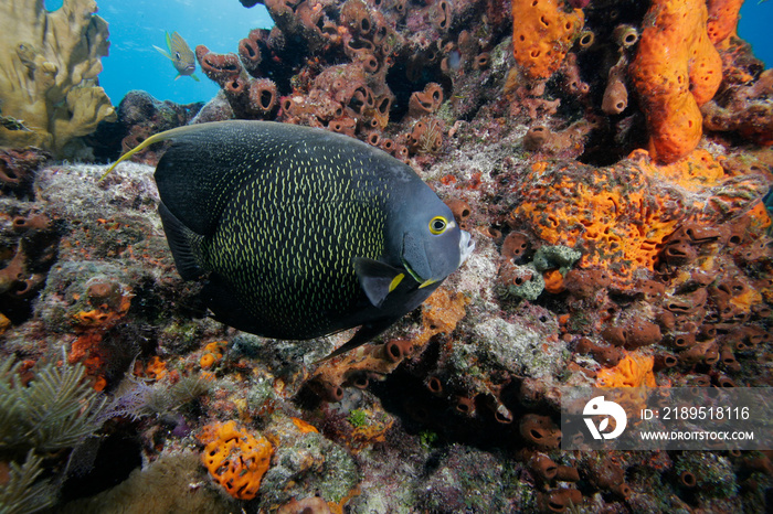 French Angel, Pomacanthus paru, Florida Keys National Marine Sanctuary