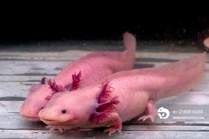 axolotl mexican salamander portrait underwater