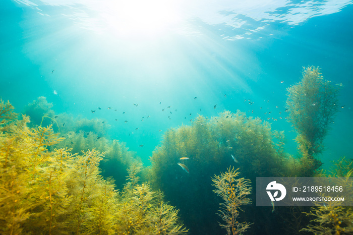 Seaweed and Sunlight