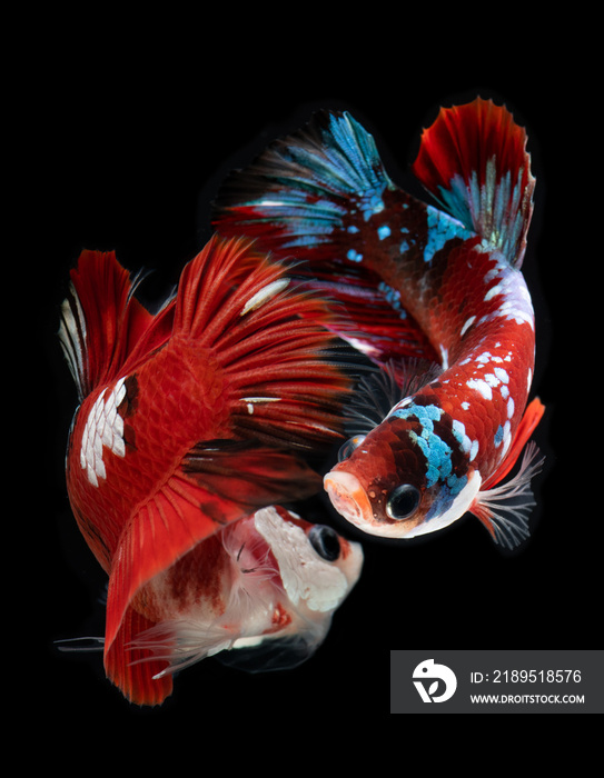 Fancy koi galaxy betta fish.