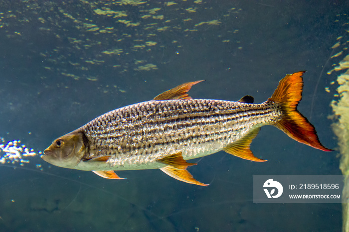 An African tigerfish in the water.  The African tigerfish is overall silvery in colour, with thin bl