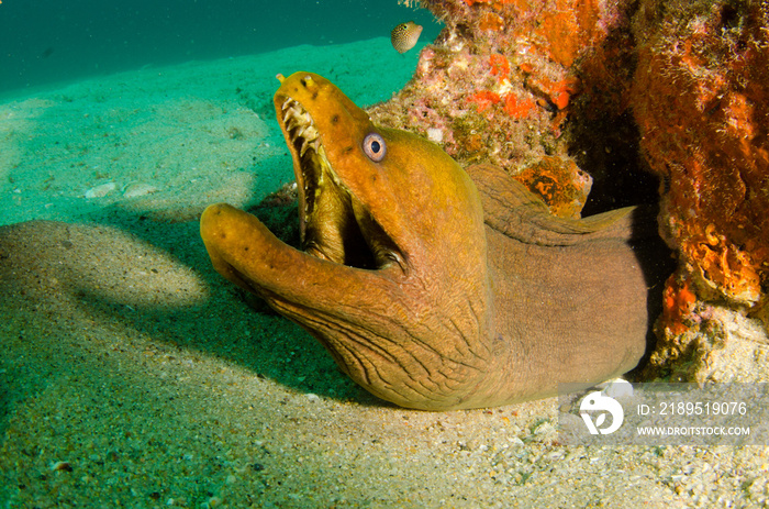 巴拿马绿海鳗（Gymnothorax castaneus），张大嘴巴，在科特海的暗礁中休息