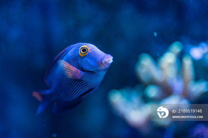 水族館の熱帯魚たち