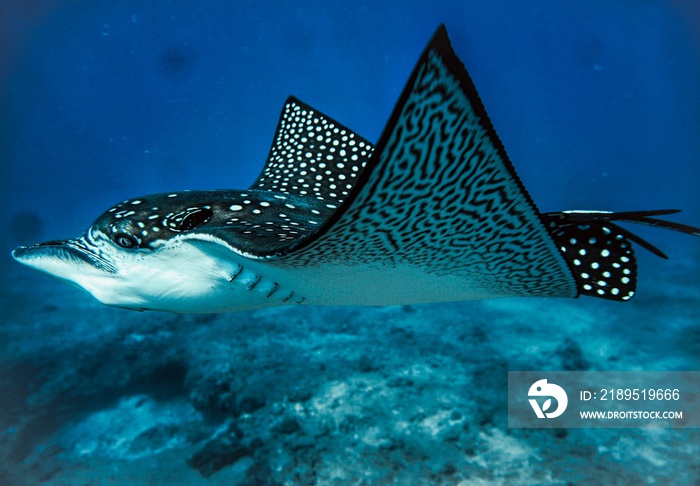 Spotted Eagle Ray in Hawaii