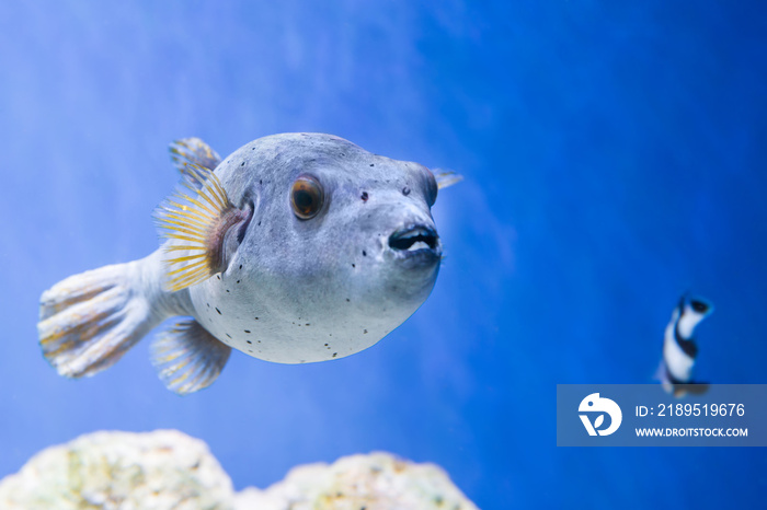 水族馆中的河豚鱼Arostron Hispidus作为自然水下海洋生活背景