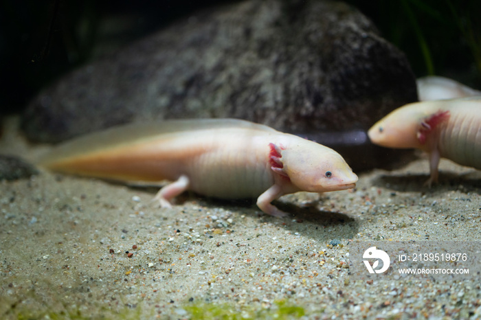 Ambystoma mexicanum-墨西哥会走路的鱼