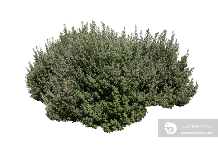 Tropical  shrub bush tree isolated  plant with clipping path.