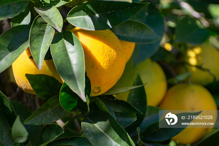 Tasty navel oranges plantation with many orange citrus fruits hanging on trees, Agaete valley, Gran 