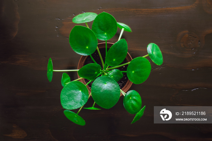 Pilea Centered on Dark Table From Above