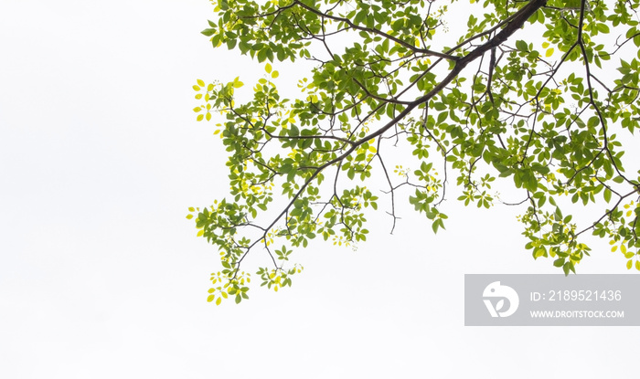 Green leaf and branches on white background