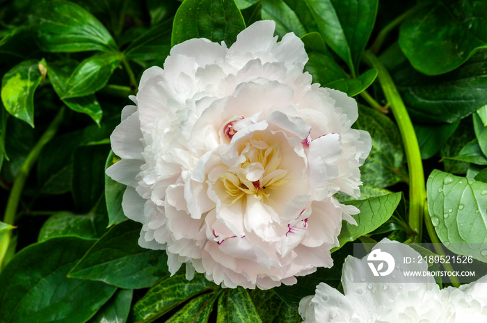 牡丹Edens香水（芍药），一种春夏季开花的植物，具有淡粉色和白色。