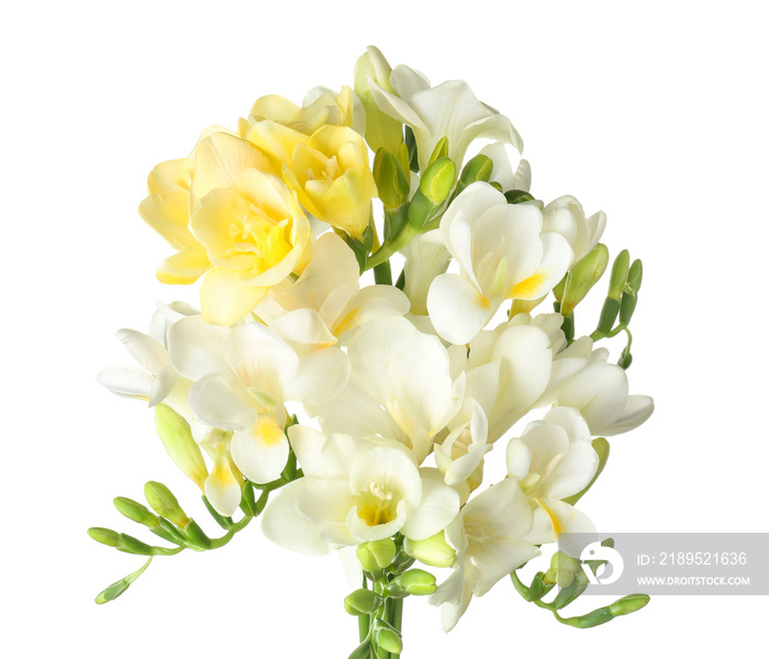 Beautiful freesia flowers on white background