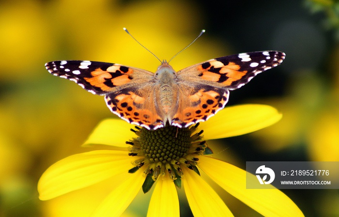 Vanessa cardui butterfly ( Echinacea purpurea )