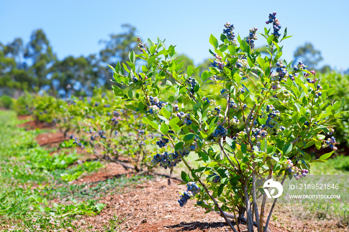 Blueberries planted in the row