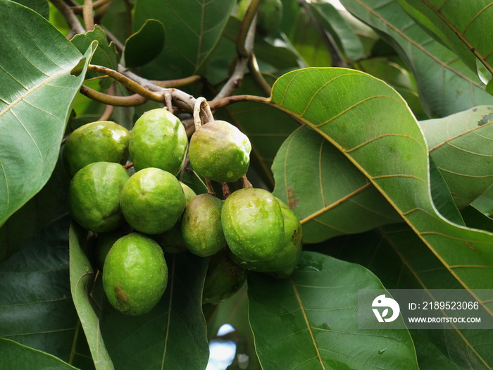 Fresh Green Myrabolan Wood. The fruit bunch of Chebulic Myrobalan (Terminalia chebula Retz.) Is the 