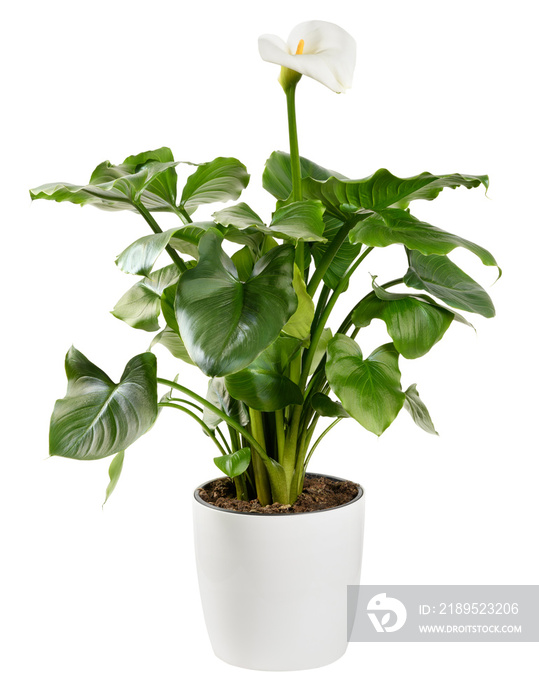 Calla lily plant with white inflorescence in a flowerpot