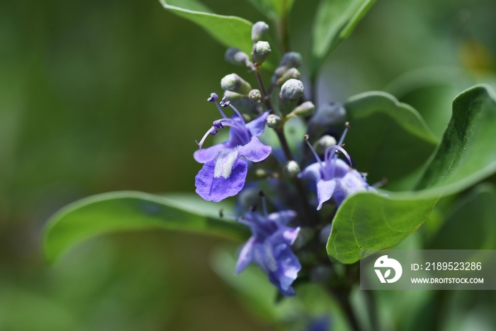 圆叶Vitex rotundifolia是一种Lamiacea落叶树，是一种海滩植物，茎在海滩上爬行