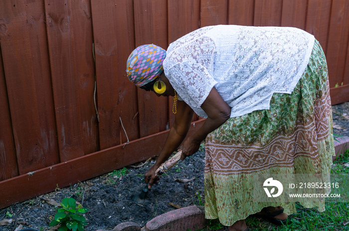 妇女在土壤中种植甘蔗
