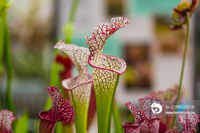 Closeup macro view of sarracenia leucophylla plant. Green insect consuming plant is growing in garde